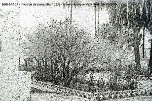 1- Bou-Saada 1939 Invasion de sauterelles (4)